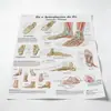 Pintura Sem Moldura de Órgãos Corporais da Amazon para Sala de Estar, Estudo, Academia, Impressão em Tela, Pintura Decorativa, Arte de Parede Pintada com Spray