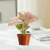 Caladio Hojas Coloridas Caladio en Maceta Planta Verde Amante Rosa Escritorio Flor de Interior Fácil de Cultivar Vibrante Hermoso