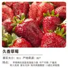 Plántulas de Fresa Crema Semillas en Maceta con Macetas y Tierra Color Rojo Todo el Año Comestible Plantación en Balcón Nuevas Plántulas