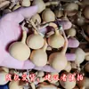 Calabaza Natural Pequeña Americana Torcida a Mano Gordita Puntiaguda Forma Especial Calabaza Altura 4- 7cm Enviado al Azar 9.9 Yuan Envío Gratis