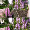 Sementes de Centáurea Perene no Atacado de Várias Regiões, Sementes de Dianthus Multicolores, Flores Medicinais, Flores de Trigo Gigantes, Sementes para Jardinagem