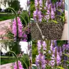 180 Variedades de Sementes de Flores Não Repetitivas, Fáceis de Cultivar em Todas as Estações, Podem Afastar Mosquitos, Adequadas para Varandas Internas e Externas, Distribuição Transfronteiriça