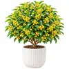 Plántula de Osmanthus en Maceta Osmanthus Dorado Osmanthus de Cuatro Estaciones Tipo Flores de Fragancia Rica Interior Exterior Patio Balcón Siembra en Suelo Fácil de Cultivar Plantas Verdes