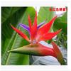 Oferta Especial Plantas y Flores Verdes Grandes de Interior, Plantas en Maceta Ave del Paraíso, Strelitzia Regina Plantas Verdes Ornamentales para el Hogar Bonsái