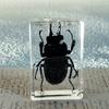 Espécime de Inseto Real Resina Transparente Cola de Cristal Âmbar Escorpião Besouro-aranha Ornamentos de artesanato criativo transfronteiriço