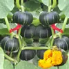 Mudas de Vegetais de Primavera, Mudas de Pimenta, Tomates de Varanda Quatro Estações, Berinjelas, Pepinos, Melancias, Buchas Vegetais, Mudas de Abóbora, Plantio Sul