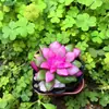 La planta suculenta 'Fukiyuki' es una variedad de crecimiento en racimo de las especies 'Doka' y 'Shinbon', adecuada para oficinas, balcones y salas de estar.. Es una planta en maceta fácil de cuidar