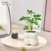 Bambú de la Suerte, Bambú Loto, Plantas en Maceta para la Oficina, Plantas que Simbolizan el Avance Profesional, Bambú de Micro-Paisaje, Plantas Verdes de Escritorio, Bonsái Fácil de Cuidar