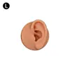 Modelo de Exhibición de Auriculares de Oreja de Silicona Joyería de Pendientes de Oreja Práctica de Limpieza de Orejas Prop de Enseñanza de Simulación del Cuerpo Humano