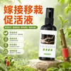 Solução Ativadora para Enxertia e Transplante, Agente Cicatrizante, Solução Ativadora Especial para Proteção de Feridas de Árvores Frutíferas, Plantas, Bonsai e Flores
