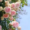 Rosas Trepadoras de 1.5 m con Aroma Fuerte, Plantas Trepadoras para el Jardín, Rosas en Maceta de Floración Multitemporada que Florecen Todo el Año