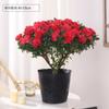 Planta de Azalea en Maceta con Capullos de Flor, Planta Grande Madura, Florece Todo el Año, Adecuada para Balcón y Visualización en Interiores, Planta Perenne Verde