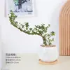 Baoshi Nieve de junio maceta hidropónica bonsái forma de acantilado oficina interior mesa fácil de cuidar plantas de follaje mesa de centro agua