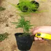 Aspargos plantas em vaso interior escritório hidroponia sala de estar plantas verdes pequenas preguiçosas coleção de flores bonsai sempre-verde todas as estações