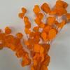 Hoja de manzana blanqueada Flor eterna Hoja de manzana blanqueada Flor seca Flor eterna Hoja de eugali Manzana Eucalipto