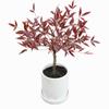 Envío Directo Bambú Nandina Maceta Hoja Roja Tianzhu Flor Grande Plántula Hidropónico Llama Montón Viejo Bonsái Planta Frutal Fruta