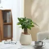 Ins Jiuli Escandinavo Planta Verde Fragante en Maceta Florales Oficina Sala de Estar Escritorio Interior Adornos Purificar el Aire y Eliminar Formaldehído