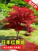 Venta al por mayor de plántulas de arce rojo japonés, bonsái rojo 'Dancing Princess' para las cuatro estaciones, hojas de arce para patios exteriores, plantas en maceta resistentes al frío para jardinería