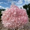 Anna Hydrangea Hydrangea Hydrangea Flor eterna flutuante Flor seca Decoração para casa Fábrica de Yunnan Atacado Frete grátis