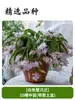 Orquídea Garra de Caranguejo Multicor em Vaso Quatro Estações Classe Doméstica Floração Dupla Mesa de Escritório Varanda Pátio Suculentas Plantas Verdes