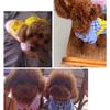 Mochila Perro Pato Amarillo Ropa para Mascotas Suministros para Perros y Gatos Ropa para Gato de Primavera Verano Otoño Ropa de Dos Patas Ropa para Mascotas