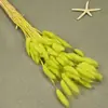Flores Secas, Cola de Conejo, 60 Piezas/Manojo, Ramo de Lujo Ligero, Adornos de Flores Reales, Pequeño Ramo de Flores Eternas Regalo, Materiales de Flores Reales