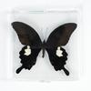 Adorno de mariposa real, alas de mariposa real, regalo de cumpleaños creativo para estudiantes, caja transparente