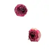 Pendientes de Flor Real Rosa de Gama Alta con Aguja de Plata 925 Nuevos Pendientes de Flor Real Inmortal para Boda Venta al por Mayor