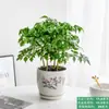 La Planta en Maceta Árbol de la Felicidad es Fácil de Mantener en la Oficina, una Planta Verde para Escritorios que es de Hoja Perenne Todo el Año, Purifica el Aire y Absorbe Formaldehído