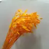 Pensamientos Pequeños Blanqueados, Flores Eternas, Flores Secas, Materiales de Flores para Manualidades, Flores Preservadas, Ramos, Flores Reales, Decoración del Hogar, Flores Hechas a Mano