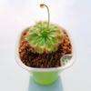 Atrapamoscas en maceta para uso en interiores en verano y otoño, Repelente de mosquitos, Atrapa moscas, Planta insectívora, Plántula grande, Planta verde, Insectívora