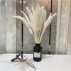 Internet Red Reed Small Pp Reed Nordic White Reed Flores Secas Flores Reais Ornamentos Secos ao Ar Adereços de Exibição Cauda de Raposa Branca