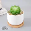 Planta Suculenta Pequeña en Maceta de Jade Cristalino Sakura, Resistente a la Sequía de Interior, Fácil de Cuidar, Planta Decorativa de Hojas, Planta Verde Pequeña para Exhibición en Mesa, Linterna de Hielo, Linterna de Loto