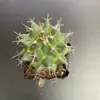 Cacto Combinação Cacto Sem Espinhos Suculenta Flor Planta Flor de Interior Planta em Vaso Pequeno Bolso Estrela Fina Planta Rara