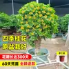 Planta de Osmanthus en Maceta, Árbol Grande de Osmanthus de Cuatro Estaciones en Maceta, Planta Verde Grande para Oficina Interior, Florece Todas las Estaciones, Tocón Viejo Nativo