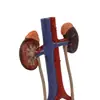 Vejiga Humana Riñón Uretral Uretral Uretral Sistema Genital Animal Vena Anatomía Modelo Urinario