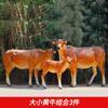 Escultura de Toro de Fibra de Vidrio para Exteriores para Jardines, Céspedes, Entradas de Restaurantes de Hot Pot de Res, Centros Comerciales, Adornos de Pastor Montando una Vaca, Estilo Rural