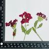 Flor de Cerezo Seca con Ramas, Marco de Fotos Hecho a Mano en Relieve, Pintura de Calcomanía Facial, Hojas Reales, Paquete de Material en Relieve, Especímenes de Plantas