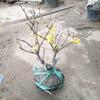 Envío directo de plantones de Wintersweet, plantas en maceta, corazón liso, Wintersweet, flores de ciruelo rojo nativo, bonsái de pila antigua, ciruelo verde, flores resistentes al frío