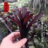 Piña Llena de Agua Linda Piña Colorida Tanque de Selva Tropical Plantas Acuáticas Ecológicas de Agua y Tierra Tanque para Reptiles Paisajismo Plantas Comunes