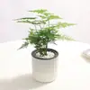 Plantas de Espárragos en Maceta Plantas Verdes de Interior para Oficina Plántulas Bonsái Bambú Nube Enano Tangshan Flor de Viento Maceta Plantas Pequeñas en Maceta