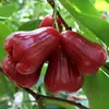 Shunfeng Hainan Rey Negro Kong Lianwu Auténtico Fruta Lianwu, Fruta Tropical de Temporada Recién Recolectada, Caja Completa de Fruta Lianwu