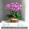 Venta al por Mayor de Plántulas de Phalaenopsis Plántulas de Phalaenopsis en Maceta con Capullos Plantas de Interior Florales Fáciles de Cultivar en Todas las Estaciones