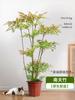 Una generación de planta en maceta del sur de Tianzhu planta verde de sala de estar interior pila vieja oficina planta Lu planta grande suelo a suelo real