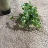 Simulación 16 Ramas Eucalipto Hoja de Dólar Ramo Flor de Simulación Material de Acompañamiento Hoja Ingeniería Paisajística Decoración Boda Flor