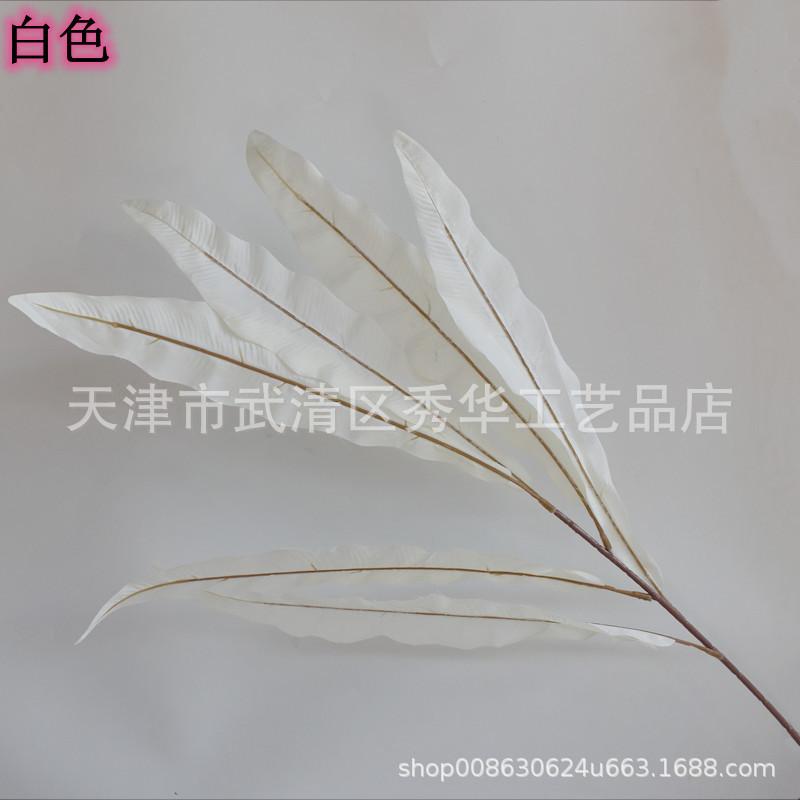 鸟巢叶白色