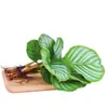 Plantas hidropônicas fáceis de cultivar em ambientes internos Calathea Maçã Verde planta verde planta em vaso adequada para todas as estações sala de estar escritório mesa folhas grandes tolerante à sombra