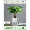 Árbol de la Fortuna Trenzado Planta Pequeña en Maceta Bonsái Escritorio Oficina Planta Verde Tolerante a la Sombra Planta Hidropónica