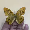 Venta Directa al Por Mayor de Fábrica de Especímenes Reales de Mariposas con Alas Extendidas, Diversos Insectos y Escarabajos, Accesorios para Fotos, Educación Científica, Especímenes Naturales