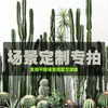 Planta cacto simulação criativa planta verde Mori design Pukui personalizado layout de paisagem disparo especial diferença de frete